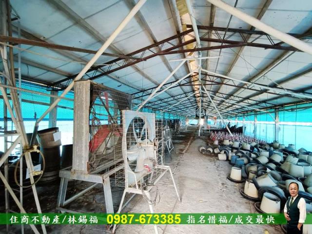 台南養雞場-11
