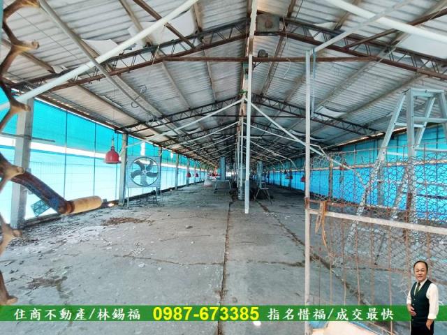 台南養雞場-13
