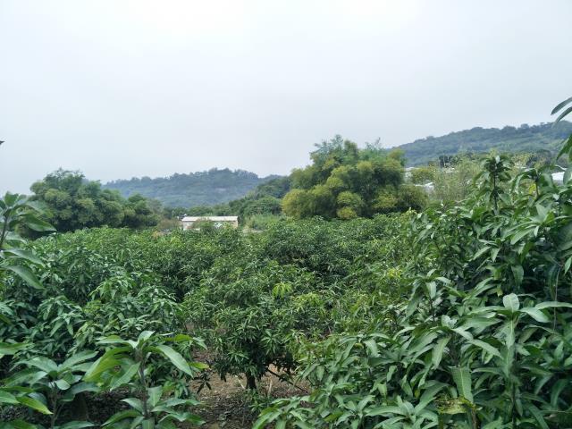 玉井農地-6