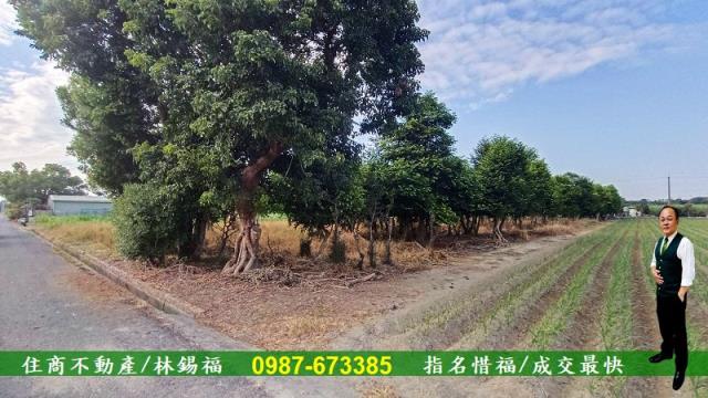 台南善化農地-5