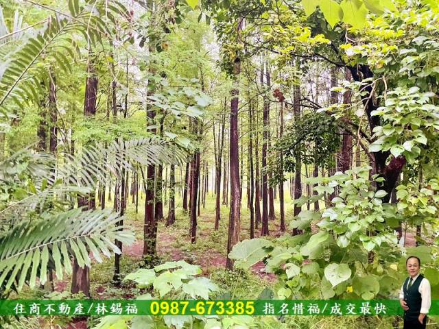 台南農地-1