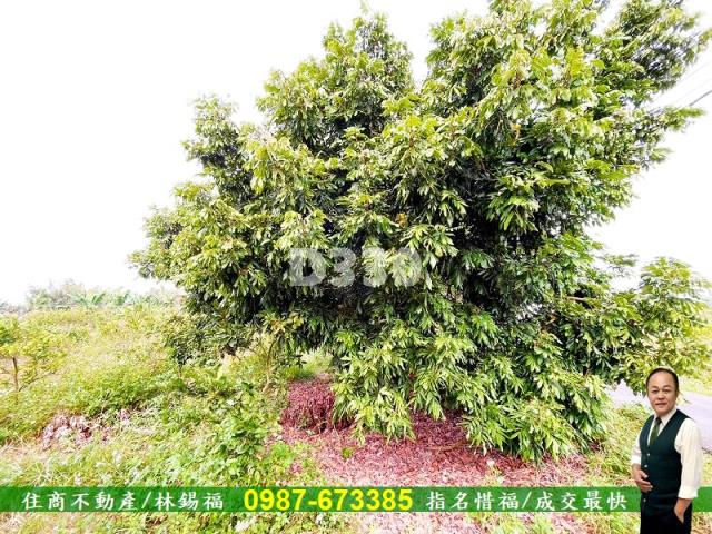 玉井農地-9