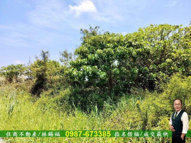 安南農地-4