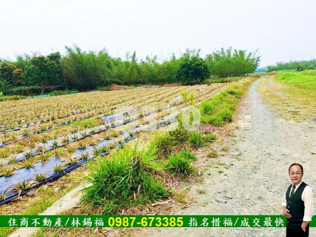 歸仁農地-12