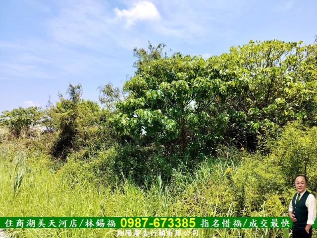 安南農地-4